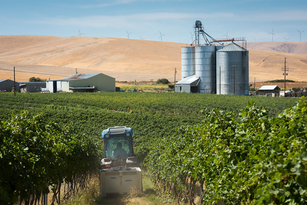 SeVein Vineyards and tractor in vines